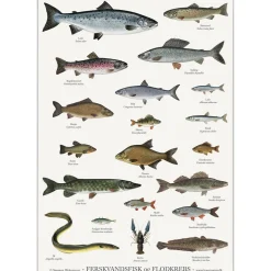 Koustrup & Co Plakat - Ferskvandsfisk