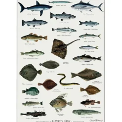 Koustrup & Co Plakat - Havets Fisk