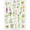 Koustrup & Co plakat - Lægeplanter