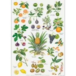 Koustrup & Co Plakat - Orangeri
