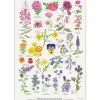 Koustrup & Co Plakat - Spiselige Blomster