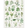 Koustrup & Co Plakat - Spiselige Vilde Planter