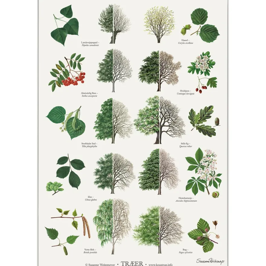 Koustrup & Co Plakat - Træer