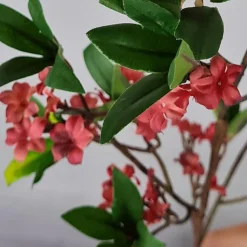 Kunstig blomst fra Bungalow - Ixora Scarlet