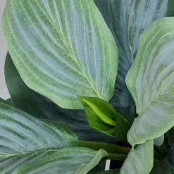 Kunstig Blomst - Hosta, grøn 20 cm.
