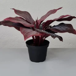 Kunstig Blomst - Hosta, vinrød 20 cm.