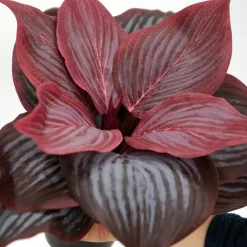 Kunstig Blomst - Hosta, vinrød 20 cm.
