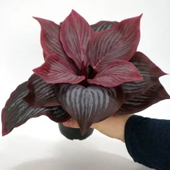 Kunstig Blomst - Hosta, vinrød 20 cm.