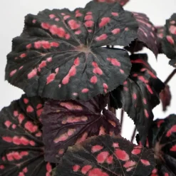 Kunstig Blomst - Rexbegonia, vinrød 30 cm.