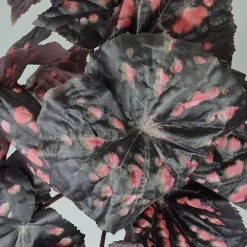 Kunstig Blomst - Rexbegonia, vinrød 30 cm.