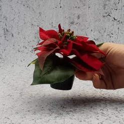 Kunstig mini julestjerne, rød 10 cm.