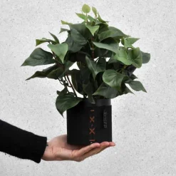 Kunstig Philodendron