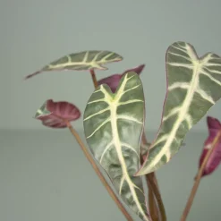Kunstig plante - Alocasia 30 cm. - Mønstret