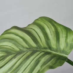 Kunstig plante - Calathea 55 cm. grøn