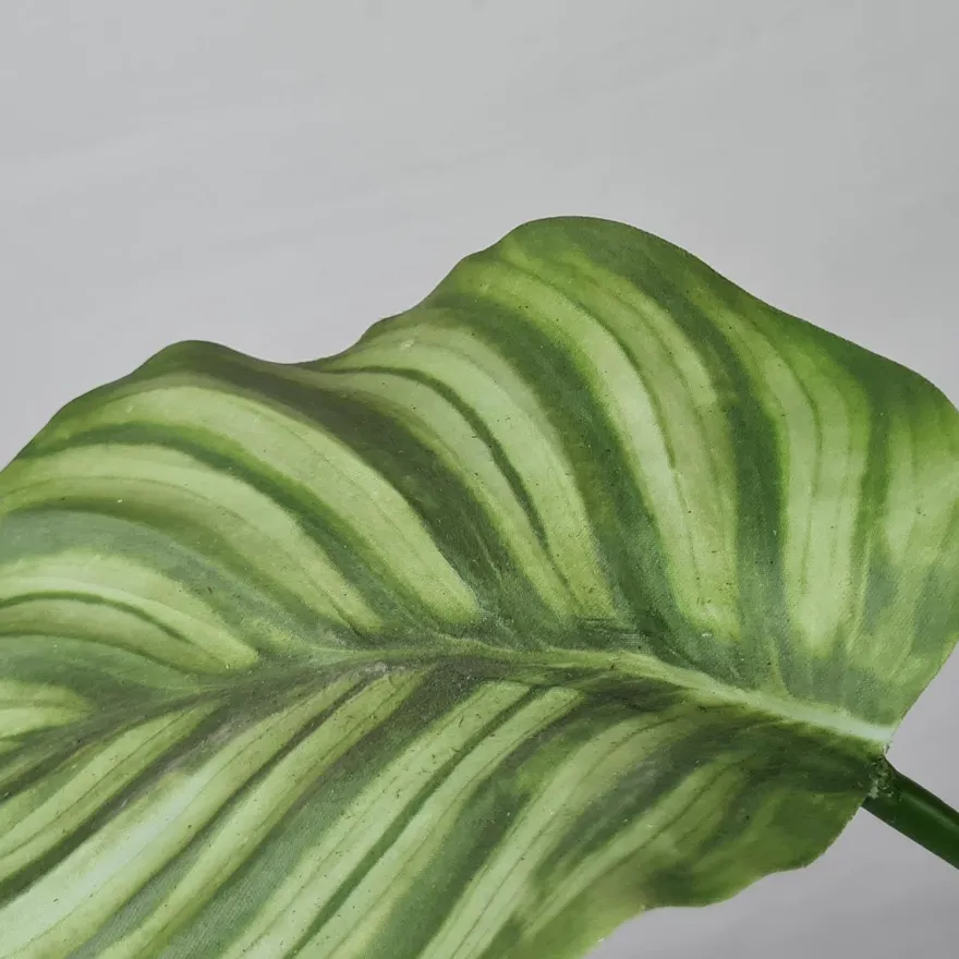Kunstig plante - Calathea 55 cm. grøn