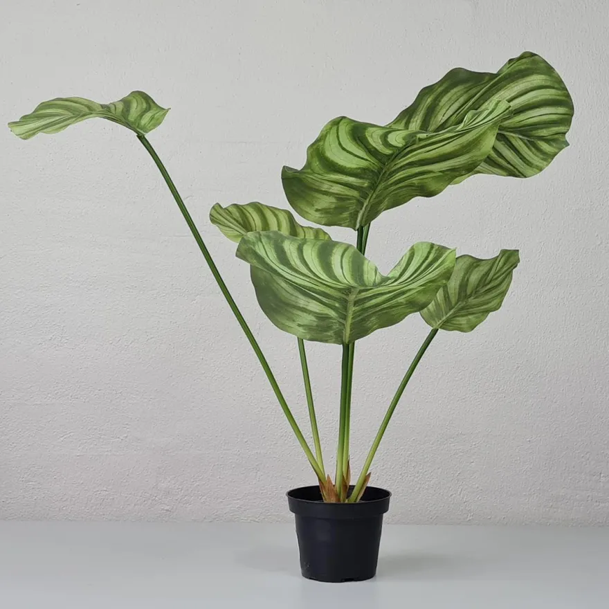 Kunstig plante - Calathea 55 cm. grøn