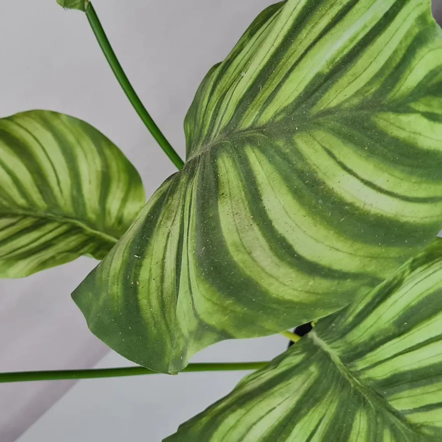 Kunstig plante - Calathea 55 cm. grøn