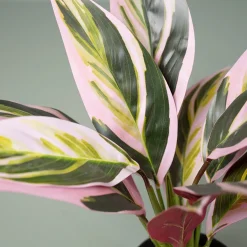 Kunstig Plante - Cordyline, Grøn/Rød, 38 cm