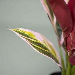 Kunstig Plante - Cordyline, Grøn/Rød, 38 cm