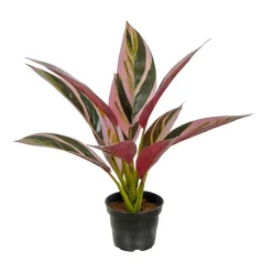 Kunstig Plante - Cordyline, Grøn/Rød, 38 cm