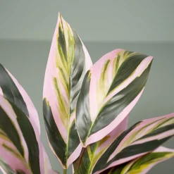Kunstig Plante - Cordyline, Grøn/Rød, 38 cm