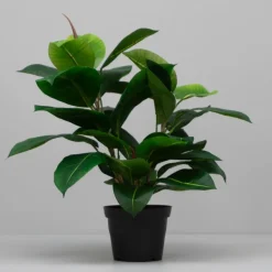 Kunstig Plante - Fikus Robusta, Grøn, 37 cm