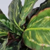 Kunstig Plante - Maranta 48 cm