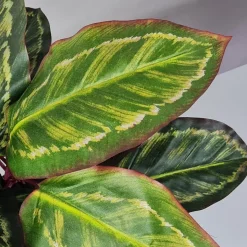 Kunstig Plante - Maranta 48 cm