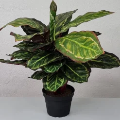 Kunstig Plante - Maranta 48 cm
