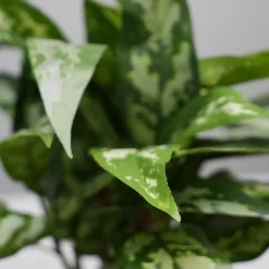 Kunstig Plante - Sømandstrøst, Grøn, 35 cm