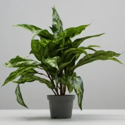 Kunstig Plante - Sømandstrøst, Grøn, 35 cm