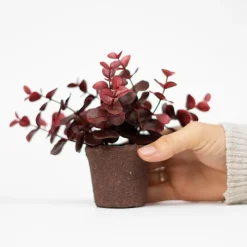 Lille kunstig eucalyptus plante i minipotte - Rød