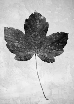 Plakat - Greyish Maple