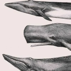 Plakat - Hvaler, rosa