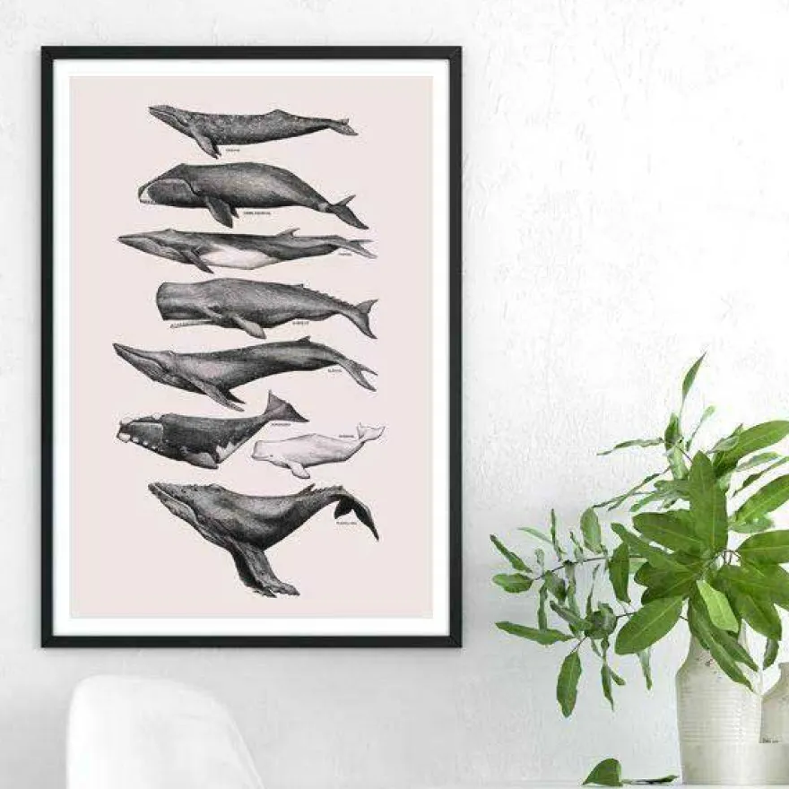 Plakat - Hvaler, rosa