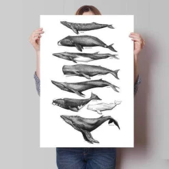 Plakat - Hvaler, sort/hvid
