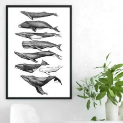 Plakat - Hvaler, sort/hvid