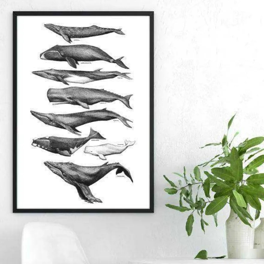 Plakat - Hvaler, sort/hvid