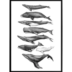 Plakat - Hvaler, sort/hvid