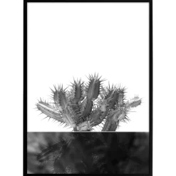 Plakat - Kaktus no.2