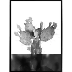 Plakat - Kaktus no.3