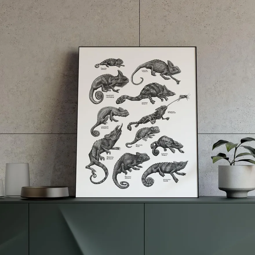 Plakat - Kamæleoner, sort/hvid