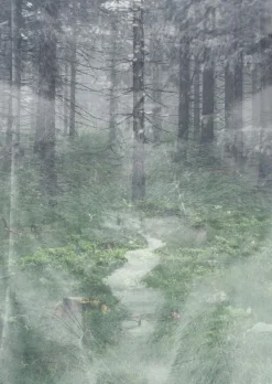 Plakat - Misty forest