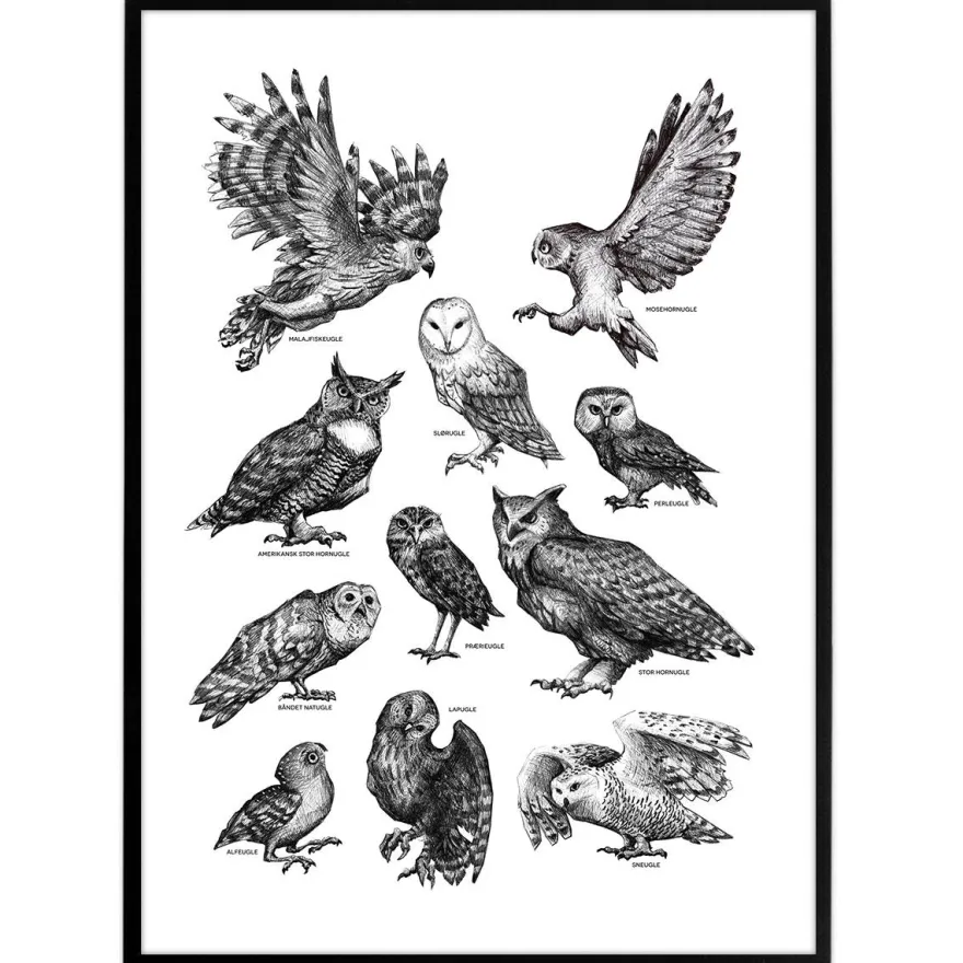 Plakat - Ugler, sort/hvid