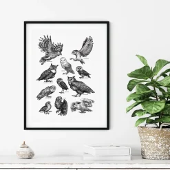 Plakat - Ugler, sort/hvid