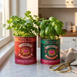 Rex London Metaldåser - Hot Sauce Medium. Sæt med 2 stk