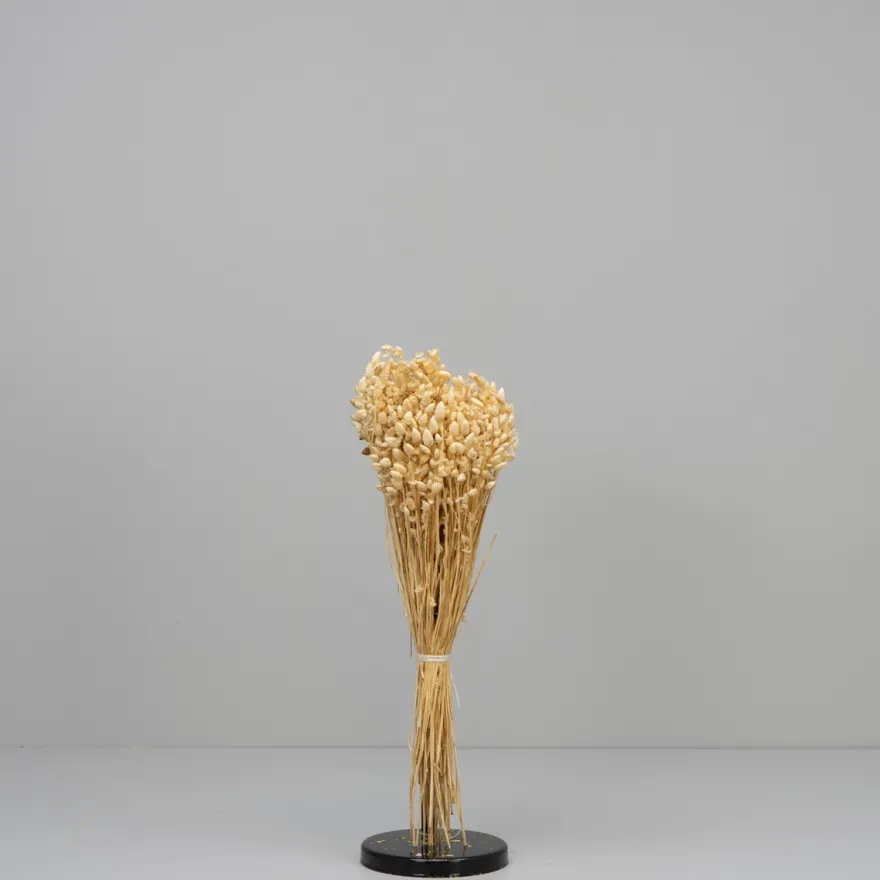 Tørrede Blomster - Briza Maxima, Cremehvid