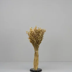 Tørrede Blomster - Briza Maxima, Natur