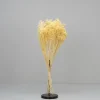 Tørrede Blomster - Broom Bloom, Cremehvid