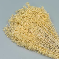 Tørrede Blomster - Broom Bloom, Cremehvid